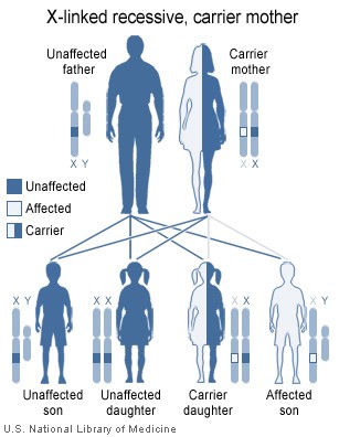 Ligada al cromosoma X herencia recesiva