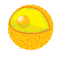 Diagrama de un núcleo de la célula