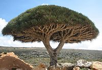 Socotra dragón tree.JPG