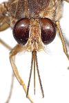 Una fotografía de la cabeza de una mosca tsé-tsé que ilustra la trompa apuntando hacia adelante.