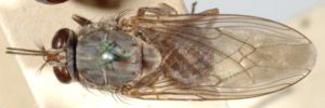 Una fotografía de todo el cuerpo de un tsetsé que ilustra las alas plegadas cuando está en reposo.
