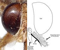 Una fotografía y un diagrama de la cabeza de una mosca tsé-tsé que ilustra los pelos ramificados de arista de la antena.