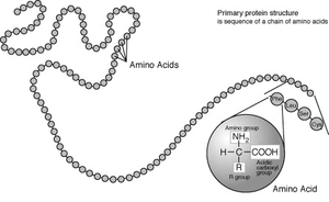 Una proteína se representa como una cadena no ramificada largo de círculos unidos cada uno representando aminoácidos. Un círculo se magnifica, para mostrar la estructura general de un aminoácido. Este es un modelo simplificado de la estructura de repetición de la proteína, que ilustra cómo los aminoácidos se unen entre sí en estas moléculas.