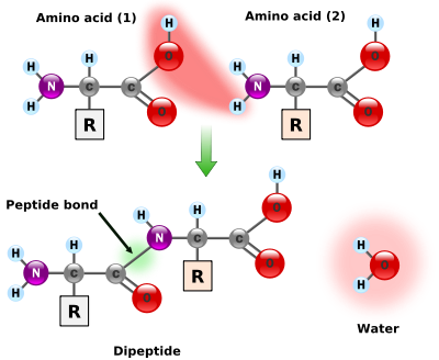 Dos aminoácidos se muestran uno al lado del otro. Uno pierde un hidrógeno y oxígeno a partir de su grupo carboxilo (COOH) y el otro pierde un hidrógeno de su grupo amino (NH2). Esta reacción produce una molécula de agua (H2O) y dos aminoácidos unidos por un enlace peptídico (-CO-NH-). Los dos aminoácidos unidos se llaman un dipéptido.