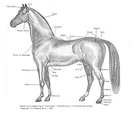 Schéma d'un cheval avec certaines parties marquées.