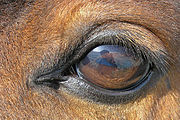 Fermez d'un oeil de cheval, avec est brun foncé avec des cils sur la paupière supérieure