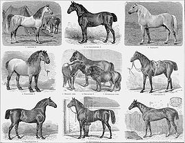 une gravure de sépia d'un vieux livre, montrant 11 chevaux de différentes races et tailles dans neuf différentes illustrations