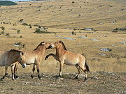 Trois chevaux de couleur beige avec des crinières verticaux. Deux chevaux patte de pincement et l'un l'autre, tandis que le troisième se dirige vers la caméra. Ils se tiennent en open, prairies rocheuse, avec des forêts dans la distance.