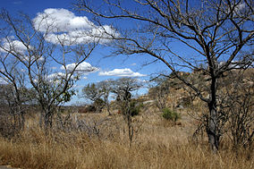Paysage dans le parc national Kruger