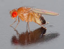 Une mouche reposant sur une surface réfléchissante. Un grand, yeux rouges face à la caméra. Le corps transparent apparaît, en dehors de pigment noir à la fin de son abdomen.