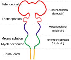 Le système nerveux est représentée comme une tige avec des saillies sur sa longueur. La moelle épinière au fond se connecte au cerveau postérieur qui se élargit de nouveau avant de se resserrer. Ce est connectée à l'mésencéphale, qui fait saillie à nouveau, et qui finalement se connecte au cerveau antérieur qui a deux grandes protubérances.