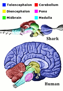 Régions correspondantes de l'homme et le requin cerveau sont présentés. Le cerveau de requin est évasée sur, tandis que le cerveau humain est plus compact. Le cerveau de requin commence par le bulbe, qui est entouré par diverses structures, et se termine par le télencéphale. La section transversale du cerveau humain montre la médullaire au fond entouré par les mêmes structures, avec le télencéphale revêtement épais de la partie supérieure du cerveau.