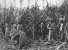 Photo en noir et blanc de la canne à sucre debout dans le champ