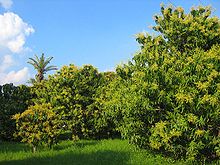 Photo de manguiers avec ciel clair en arrière-plan