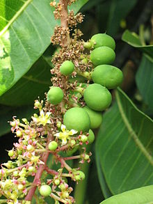 Close-up d'une branche de l'arbre de mangue Alphonso portant des fleurs et des fruits immatures, Deogad (ou Devgad), Maharashtra, Valsad-Gujarat, en Inde