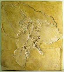 Dalle de pierre avec des os fossiles et impressions de plumes