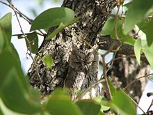 Owl avec les yeux fermés devant tronc d'arbre même couleur partiellement obscurcis par des feuilles vertes
