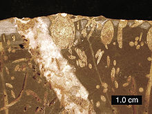 Brown et image jaune avec des zones minces ovales et longues représentant les restes fossilisés