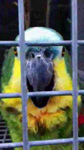 Fichier: Amazona aestiva -Le Parrot Zoo, Friskney, Lincolnshire, en Angleterre -laughing-8a.ogv