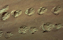 Indentations d'empreintes arrondies avec des marques de griffes ou des orteils dans la roche de couleur ocre
