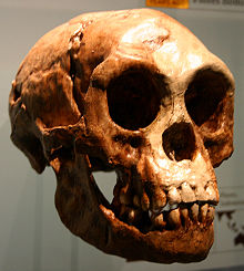 Crâne avec la mandibule associé.