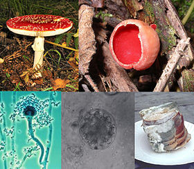 Un collage de cinq champignons (à droite en haut à gauche): un champignon avec un haut rouge plat blanc-taches, et une tige blanche croissante sur le terrain; un champignon en forme de coupe sur le bois rouge croissante; une pile de vert et blanc tranches de pain moisi sur une plaque; , une cellule sphérique microscopique de couleur grise semi-transparente, avec une cellule sphérique plus petit côté; une vue microscopique d'une structure cellulaire allongé en forme de microphone, attaché à l'extrémité la plus large est un nombre d'éléments plus ou moins circulaires plus petites qui forment collectivement une masse autour d'elle
