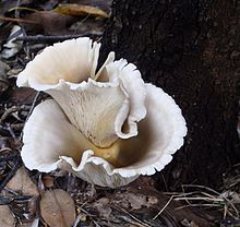 Un ventilateur blanchâtre ou champignons en forme d'entonnoir de plus en plus à la base d'un arbre.