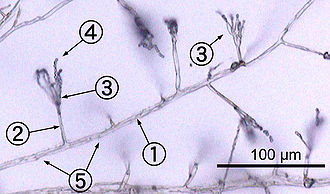 Monochrome micrographie montrant Penicillium hyphes aussi longtemps, structures transparentes, tubulaires quelques micromètres de diamètre. Conidiophores ramifient latéralement à partir des hyphes, se terminant par des faisceaux de phialides sur lequel conidiophores sphériques sont disposés comme des perles sur un fil. Cloisons sont faiblement visibles sous forme de lignes sombres qui traversent les hyphes.