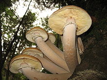 Un groupe de grandes brunes champignons, épaisses tiges lumineuses colorées à lamelles croissante à la base d'un arbre
