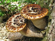 Deux épais découlaient champignons brunâtres avec des échelles sur la surface supérieure, de plus en plus sur un tronc d'arbre