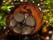 Un brun, champignon en forme de coupelle avec plusieurs structures en forme de disque se trouvant dans grisâtres