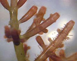 Laurencia, un genre d'algue rouge d'Hawaï