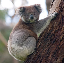 Un koala accrocher à un arbre d'eucalyptus avec la tête tournée afin que les deux yeux sont visibles