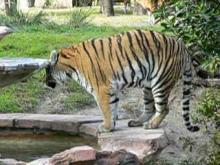 Fichier: Panthera tigris1.ogg