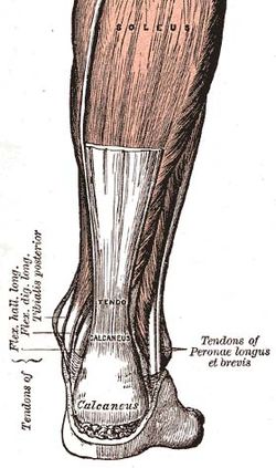 Achille-tendon.jpg