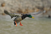 Oiseau aux ailes avant. Bec jaune, tête verte à col blanc, le corps brun avec les plumes des ailes bleues et les pieds oranges.