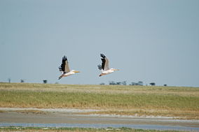 Pelicanos na Nala Bird Sanctuary