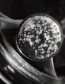 Muitos cristais transparentes cúbicos em uma placa de Petri.