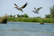 Great White Pelicans danube