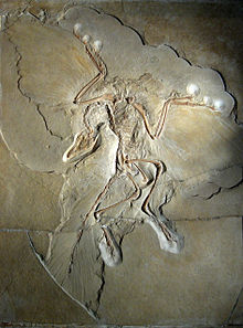 Fóssil do Archaeopteryx completo, incluindo recortes de penas nas asas e cauda.