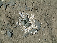 Three eggs, bluish with black speckling, sit atop a layer of white mollusk shells pieces, surrounded by sandy ground and small bits of bluish stone.