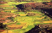 arrozais esmeralda terraços Verificador de colinas suavemente rolando