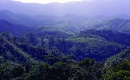 Colinas cobertas de florestas tropicais azuis verdes densas