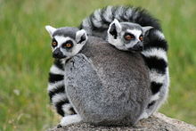 Dois lemurs ring-tailed enrolado em conjunto