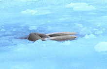 Foto de morsa no mar coberto de gelo