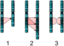 Três esquemas dos pares de cromossomas A, B, que são quase idênticas. 1: B está em falta um segmento de A. 2: B tem duas cópias adjacentes de um segmento de A. 3: cópia de B do segmento de A é em ordem inversa.