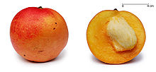 Foto de um inteiro e uma fração de manga exibindo sua semente, que é aproximadamente 1/3 do tamanho de toda a fruta