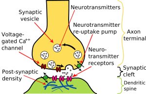 Os axónios pré e pós-sinápticos são separadas por uma curta distância conhecida como a fenda sináptica. Neurotransmissor libertado por axónios pré-sinápticos difundir através do clef sináptica para se ligar a e canais iônicos abertos em axônios pós-sinápticos.