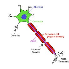 Axons of neurons are wrapped by several myelin sheaths, which shield the axon from extracellular fluid.  There are short gaps between the myelin sheaths known as nodes of Ranvier where the axon is directly exposed to the surrounding extracellular fluid.