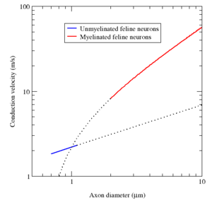 A log-log plot of conduction velocity (m/s) vs axon diameter (μm).